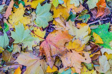 Sarı, turuncu ve kırmızı sonbahar yaprakları güzel bir sonbahar parkında yerde. Düşmüş altın sonbahar yaprakları, güneşli sabah bahçesinde yeşil çimlerin üzerinde, tonlu fotoğraf. Sonbahar parkı manzarası arka planı.