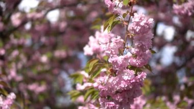 Kiraz çiçeklerinin yakın plan görüntüsü, açılışın çeşitli aşamaları, soluk pembe beyaz taç yaprakları, küçük pullu karanlık merkez, yeşil yapraklar, geç bahar ayarı, doğal arka plan, yumuşak gölgeler, açık hava ışığı