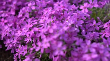 Parlak yeşil yapraklarla çevrili canlı mor bir çiçeğin yakın plan resmi. Doğal güzelliği vurgulayan gerçekçi bir fotoğraf.