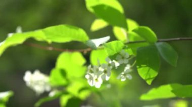 Yakın plan doğa fotoğrafı. Aydınlatılmış yapraklar ve çiçekler, benekli ışık deseni, detaylı doku, odak arkaplanı dışında.