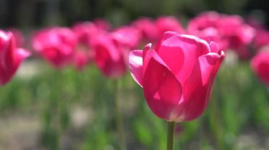 Kırmızı lalelerin yakın plan çekimi bir bahçe zeminine karşı, canlı yapraklar ve sarı merkezler, birden fazla katman, sığ alan derinliği, gerçekçi stil