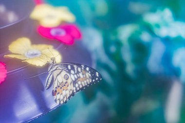 Yaprak kenarındaki bir kelebeğin yakın plan görüntüsü, muhtemelen bir lahana beyazı, genişletilmiş anten ve dokulu kanatları olan canlı çiçek arkaplan pembeleri, sarı sığ alan derinliği, doğal ahır.