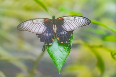 Su ortamında yeşil bir yaprağın üzerindeki renkli bir kelebeğin detaylı kanatları ve doğal ışıklandırmasıyla yakın plan görüntüsü.
