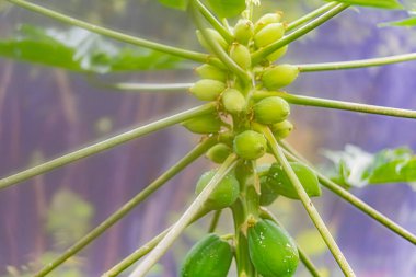 Close-up image of a partially opened green plant or flower bud with textured surface, visible veins and lines, suggesting part of a plants anatomy Background hints at outdoor setting clipart