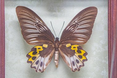 Close-up image of a colorful butterfly with intricate patterns on wings, elongated body, and long antennae Natural lighting suggests an outdoor daytime photograph where the butterfly is the central clipart