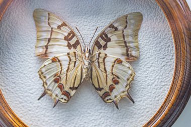 A preserved butterfly with vibrant wing patterns on a light background, mounted in a circular tray clipart