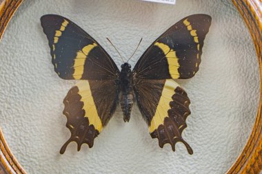 A closed butterfly specimen is displayed on a round, textured card against a neutral background The butterfly is colored black, yellow, and white in typical species pattern Antennae and legs are vi clipart