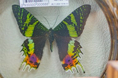 Colorful butterfly, possibly iridescent glasswing or similar species, mounted on display against white background Barcode sticker indicates potential museum specimen or sale item clipart