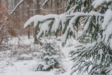 Şiddetli yüklü, koyu kozalaklı dallarla dolu sakin bir kış sahnesi. Karla zıtlaşan diğer ağaçların veya arka planda çalıların izleri. Sakin ve ıssız bir kar örtüsü.