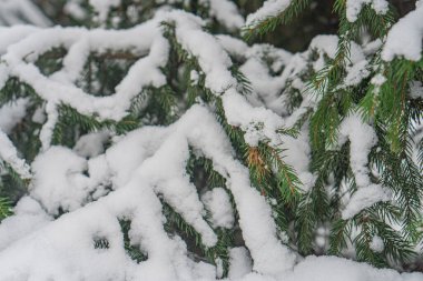 Açık ve parlak bir günde çekilen, karla kaplı kozalaklı ağaçların yakın plan görüntüsü, dokulu yüzeye odaklanmış ve kar tanelerinin dağılımına odaklanmış dikkat dağıtıcı nesneler yok.