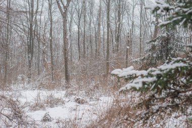 Yumuşak, karlı bir kış sahnesi. Ağaçların arasında orman yolu var.