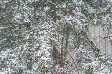 Karla kaplı ağaçlarla dolu bir kışın görüntüsü, pencereden görülüyor, odaksız bir bina duvarına karşı kurulmuş taze kar, zıt yeşillik ve el değmemiş beyazlık yaratıyor.