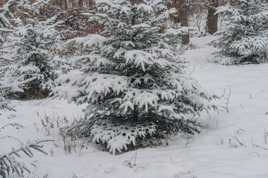 Image of a serene winter scene with a snow-covered landscape, featuring a leafless deciduous tree and footprints leading up to its base The background has additional snow-dusted trees and the overal clipart