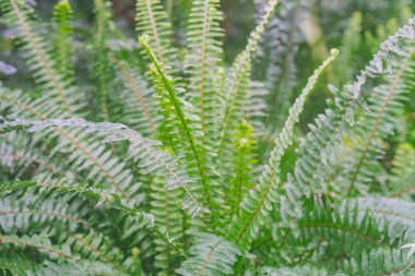 Karmaşık desenlere ve dokulara sahip eğreltiotlarının yakın plan görüntüsü, tüylü yapı ve damar sisteminin sergilenmesi yoğun bitki örtüsü ile yoğun arka plan bulanıklığı güzelliği ve karmaşıklığı vurguluyor