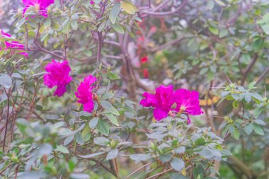 Close-up image of a blooming purple bush with pinkwhite markings, lush green foliage, shallow depth of field, naturalistic style, soft lighting clipart