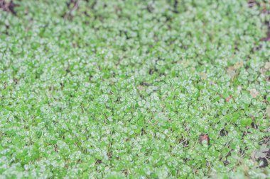 Image depicts a close-up view of a green growth, possibly mold or algae, on a surface The texture is dense and varied in color, with darker spots suggestive of debris or organic matter No clear bou clipart