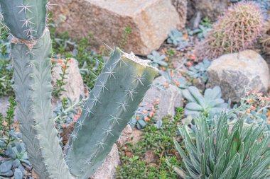 Image of a cactus with several spiny arms, possibly in a natural environment or well-designed garden, a clipart