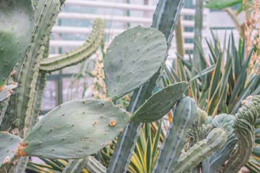 Kapalı bir ortamda dikenli kaktüslerin ve sulu suların yakın görüntüsü, geniş bir pencere veya cam duvar fotoğrafının gerçekçi, desenli yaprak ve gövdeleri gösterdiğini düşündüren bulanık bir arka plan.