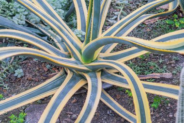Olgun Agave bitkisine yakın çekim. Yaprak renklendirmesi ve açık havada yaşlanma belirtileri var. Muhtemelen ekilmiş.
