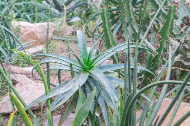 Kurak bir çevre kolleksiyonunda ya da bahçesinde sivri, yeşilimsi, sulu bir şeye yakın plan.