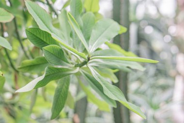 Canlı yaprakları olan sağlıklı, parlak yeşil bitkilerin yakın planında bulanık bir arkaplan var. İnsan veya nesneler olmadan bitki yaşamına odaklanan doğal bir fotoğraf.