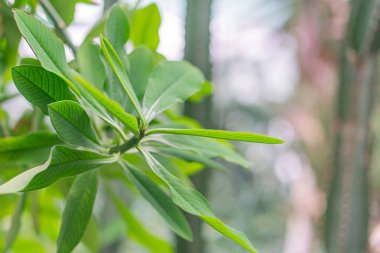 Görüntü, büyük, tırtıklı, muhtemelen kapalı bir ortamda koyu saplı yeşil bir yaprak bitkisinin yakın çekimini gösteriyor. Arka plan bulanık ve yakınlarda başka bitkiler olduğunu gösteriyor.