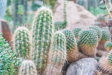 Görüntü canlı bir kaktüs ve sulu çeşidi sergiliyor, büyük merkezi bir kaktüs, daha küçüğü sağ tarafta, sulu bir küme ise sol kayalar, diğer bitkiler ve çeşitli dokular D ekliyor.