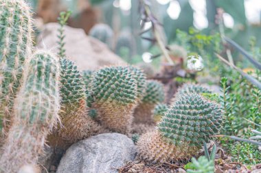 Close-up image of several cacti with multiple arms and spines, set in a natural environment or garden Emphasis on texture and detail clipart