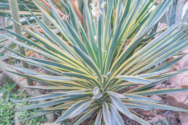 Close-up of a healthy, multi-armed cactus in outdoor setting, showcasing various shades green, brown, sunburneddifferent shades of green under natural light clipart