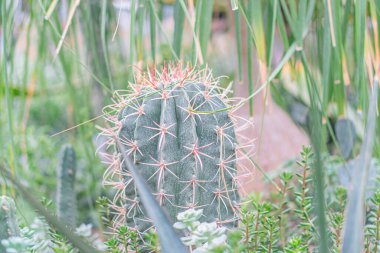 Canlı kırmızı dikenli bir kaktüsün yakın plan görüntüsü yemyeşil agava karşı, konuyu vurgulamak ve estetik açıdan çekici bir fotoğraf yaratmak için sığ bir alan derinliği ile