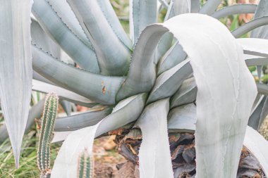 Renk eğimli agave yapraklarının kapalı görüntüsü bulanık bir dış arkaplan üzerinde ayrıntılı, desenli görüntü mevcut metin olmadan bitkinin yapısına odaklanıyor