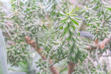 Yaprak kenarları kabarık sulu bir bitkinin yakın plan görüntüsü. Muhtemelen gündüz vakti başka yeşilliklerle çevrili.