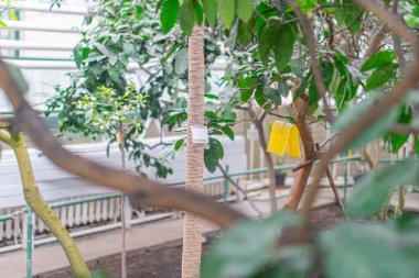 Görüntü, ağaçlar arasında çekilen ve verimli bir ortamda uzun ve etiketli bir ağaç gövdesine odaklanan gündüz fotoğrafıdır. Çevrede muhtemelen bir botanik bitki, ağaç, çalı ve bitkiler bulunur.