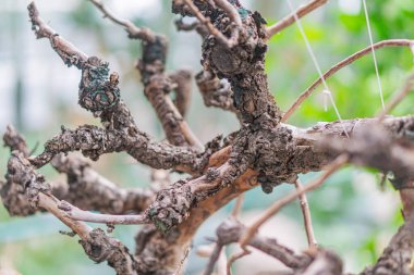 Sarmaşık benzeri bir bitkinin kıvrımlı, karmaşık köklerinin yakın plan görüntüsü yeni gelişen kökleri gösteriyor. Kökler ışıktan koyu kahverengiye doğru bulanık yeşil bir arka plana doğru değişiyor.