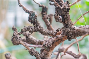 Kaba doku, büyüme kalıpları, çürüme işaretleri, kalın kabuk ve toprak renkleri içeren eski bir bitkinin yakın plan görüntüsü arka plan doğal bir ayarı işaret ediyor.