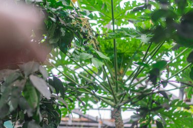 Yoğun yeşillik bitkilerinin yer aldığı sera ya da kapalı bahçe manzarası. Hatta aydınlatma, hafif bulanıklık ve hareket önerileri bile var.