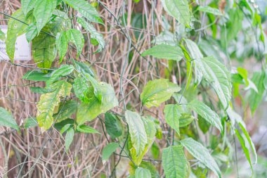 Bitkilerin üzerinde iyi beslenmiş, kıvrımlı yeşil yapraklar, muhtemelen açık havada yetişen,