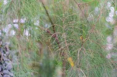 A side-by-side image of two plants, one with needle-like coniferous leaves and the other resembling evergreen laurel or bay trees A bird is perched on the latter Indistinct background suggests an o clipart