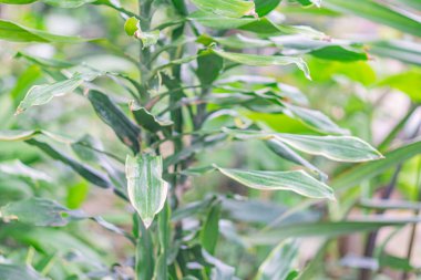 Görüntü bitkileri tepeden tırnağa gösteriyor, ancak dönüşümü net bir tanımlamayı engelliyor,