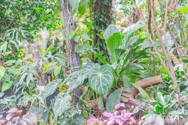 Güneş ışığı altında çeşitli, parlak yaprakları olan yeşil bir bitkinin yakın plan görüntüsü diğer bitkileri ve muhtemelen gündüz vakti çekilmiş bir bahçe veya ormanı gösteriyor.