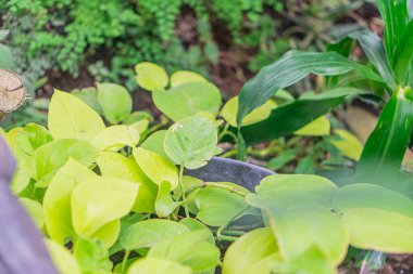 Close-up image of a vibrant, well-watered garden bed with various foliage plants or small shrubs Background shows blurred greenery and possibly a fence Naturalistic style highlighting textures and clipart