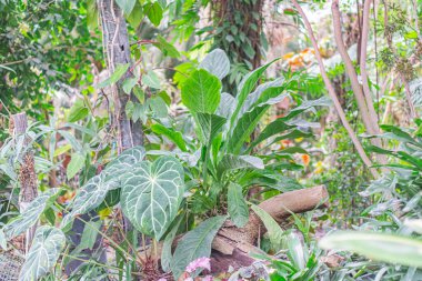 Bereketli yeşil ortamın bulanık görüntüsü, muhtemelen tropikal ya da subtropikal, merkezi kahverengi bir nesne ile ahşap ya da hayvan leşi olabilir.