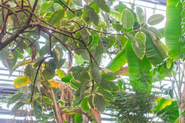 Görüntü, farklı büyüme aşamalarında çeşitli bitkilerle dolu gür, tropikal bir sera serası sergiliyor baskın, parlak, enerjik yapraklar arka planı yumuşak bir odak ile doldururken ön plan ise...