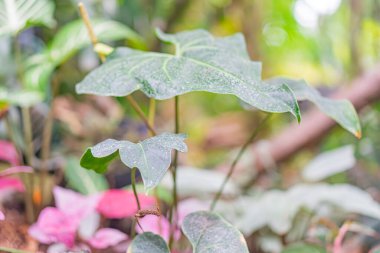 Geniş, köşegen yeşil bir yaprak ve pembe ve mor renkli bitkilerin yer aldığı bir bitki bakım odasının yakın plan görüntüsü yeşil dokulu ve bulanık perspektifli biyolojik çeşitliliği gösterir.