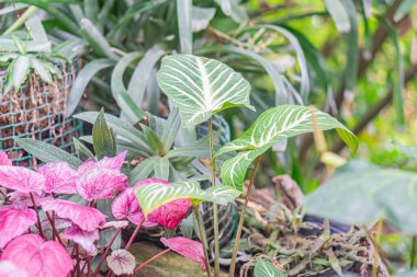 Sağında parlak yeşil bir bitki ve solunda kırmızı yapraklı bir bitki olan canlı bir kırmızı ve yeşil bitki koleksiyonu, özenle bakılmış ve sağlıklı bir yeşillik ekler.