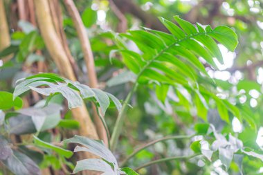 Çeşitli yaprak şekilleri ve boyutları olan yemyeşil, canlı tropikal bitki örtüsünün yakın plan görüntüsü zengin bir yağmur ormanında veya bahçe ortamında