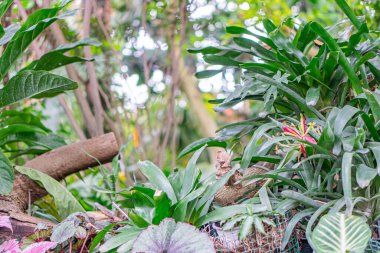 İyi korunmuş bir serada ya da botanik bahçesinde çeşitli tropikal bitki ve çiçeklerin yemyeşil bir görüntüsü, çeşitli yaprak gölgeleri ve şekilleri, ince bukleler içerir.