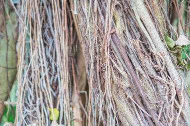 Yaşlanmış, yıpranmış ağaç tabanına yakın plan zengin, tropikal bir çevrede iç içe geçmiş bitki yaşamı,