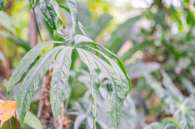 Kabarcıkları, görünür damar yapısı ve yeşil arkaplan ipuçları ile dokulu bir tropikal yaprağın yakın çekimi küçük kırmızı-sarı bir çiçek renk ekler