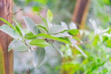 Close-up view of a glossy, dark green leaf on a plant, possibly in a forest or garden Water droplets are visible due to recent watering or rain Shallow depth of field used for focus clipart